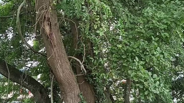 三十年份沉淀，成就极品中药材