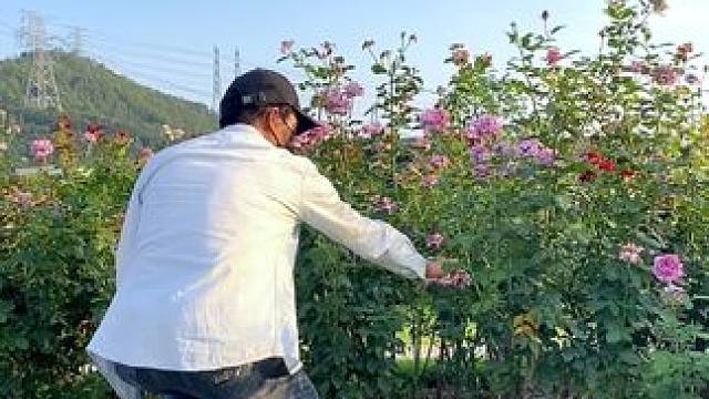 看到月季花试试这样拍太美了#手机摄影 #拍摄技巧 #月季花 #治愈系 #治愈系风景