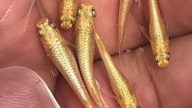 金干支欣赏#观背青鳉