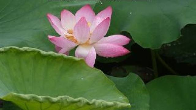 西湖边荷花零星绽放，天气凉快可以逛，大规模开放估计最少得十来天。#夏日荷花 #杭州 #网红打卡地