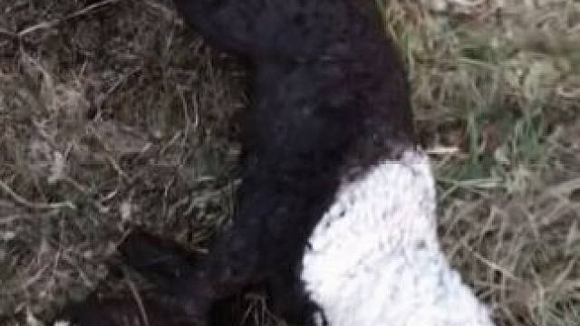 动物离奇死亡鉴定二十三 #科普 #动物科普 #动物离奇死亡 #动物世界精彩解说