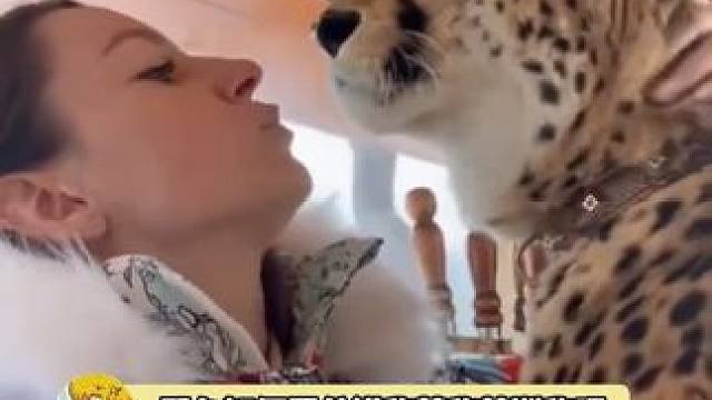 如何区分猎豹花豹和美洲豹呢？#猎豹 #花豹 #大猫