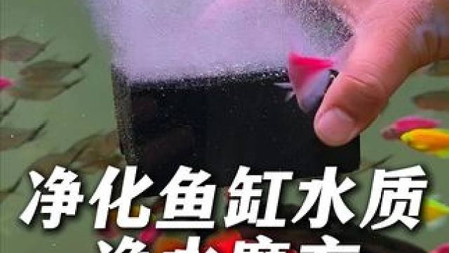直接放鱼缸里就能用的净水魔方，鱼缸清洁好帮手。 祛黄水除腥味，净化水质。#净水魔方 #养鱼 #养鱼日