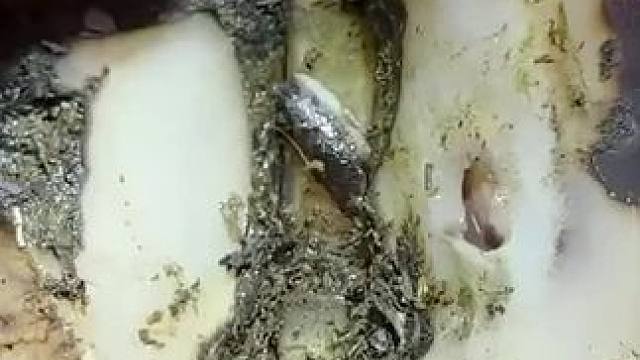 内侧发现病灶可真是不多见呢#解压#修牛蹄