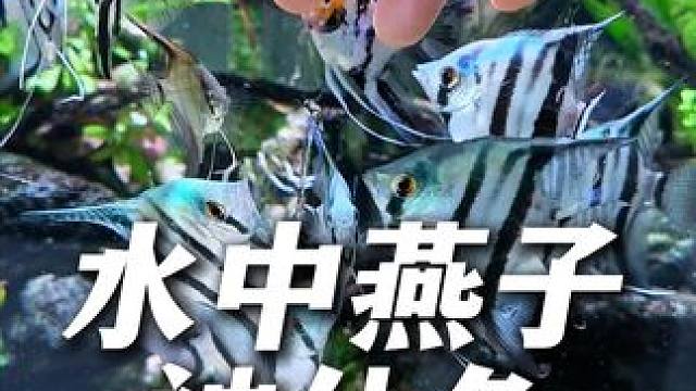 神仙鱼也叫燕鱼，家里还在养普通观赏鱼的鱼友真的要看看。 神仙鱼性情温和，喜欢和人互动，最重要样子太好