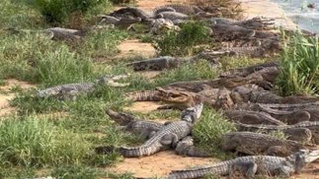 台风要来了，把鳄鱼赶下去不然被吹跑了#非专业人士请勿模仿 #台风