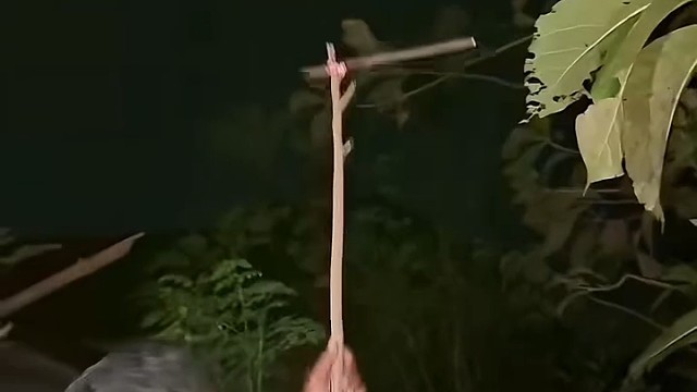 麻雀晚上看不见，小时候抓过