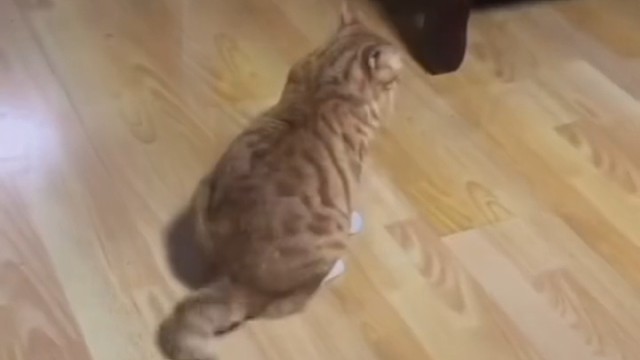 快进来看看，我家猫会后空翻