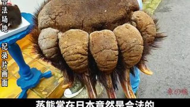 日本吃熊掌，竟然合法！ #纪录片 #看世界 #熊掌