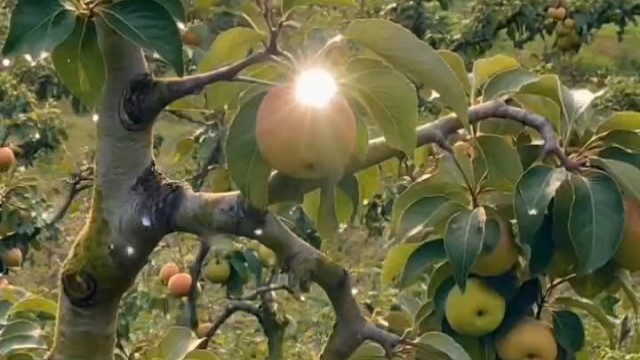 百变香梨～(￣▽￣～)~