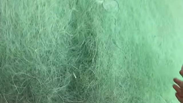 #户外捕鱼大队 #捕鱼河边随拍 #捕捞现场  #丝网捕鱼