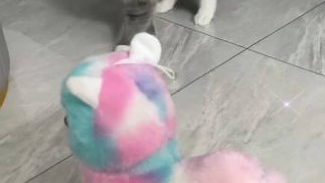 对不起，我笑的完全忍不住了୧୨原谅我笑的太大声#猫咪 #猫咪的日常 #猫咪的迷惑行为 迷惑