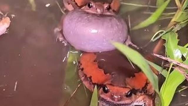 蛋蛋蛙吵架 #美食 #泰国美食 #户外美食 #内容启发搜索