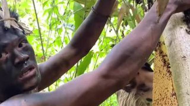 非洲嘟嘟 #野生蜂蜜#荒岛生存