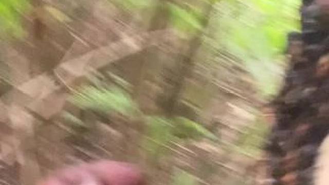 嘟嘟来了 #养蜂日记 #日常生活 #大自然的生存 #大山里的生活 #野外生活