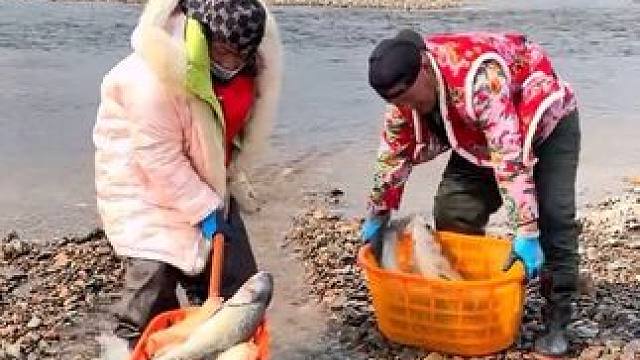 #户外捕鱼视频 #年年有鱼