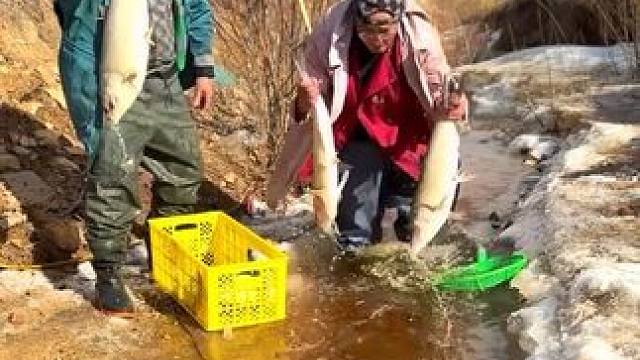 #见鱼者好运连连 #捕鱼的快乐