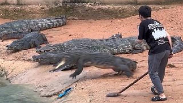 力度刚刚好，懵逼不伤脑#非专业人士请勿模仿 #大鳄鱼