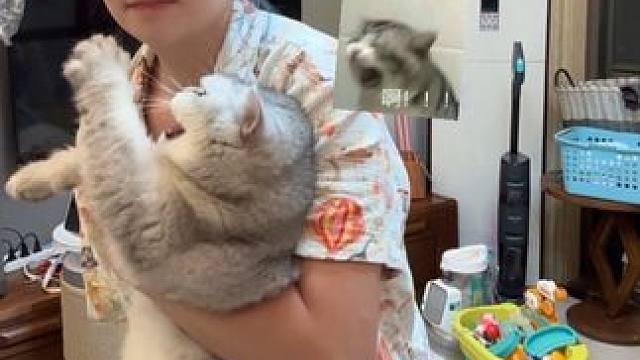 北风呼呼从哪儿来 它又呼呼上哪儿去 #答对问题亲一下这就是我的奖励 #养猫人的乐趣