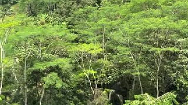 野生蜂蜜 #原创视频 #野外生活 #野外 #大自然在我手中 #自然