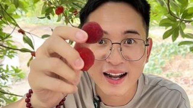 周末了，快带娃来这里体验采摘杨梅的乐趣吧！#采摘 #采摘杨梅 #杨梅 #白马农庄 #宜春市