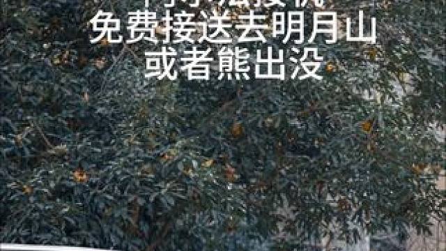 来宜春度假住这家酒店简直不要太合适！不仅有阿尔法接机服务，还可以免费接送去明月山或者熊出没乐园，太贴