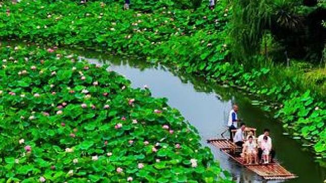 带上你的家人和朋友一起来双流黄水印象荷花体验赏花玩水的乐趣！左下角链接里惊喜不断。#赏荷花的季节到了