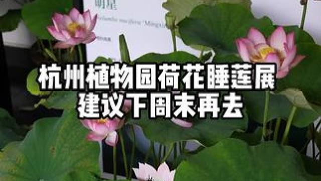 杭州植物园荷花睡莲展，持续到26号，目前花开的少，建议下周末去。#夏日荷花 #杭州