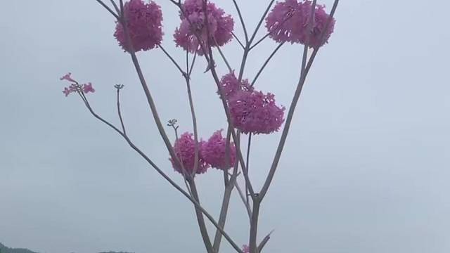 父爱如山，呵护生命的火;父爱如火，点燃希望的灯;父爱如灯，照亮前行的路;父爱如路,指导我的人生;父亲