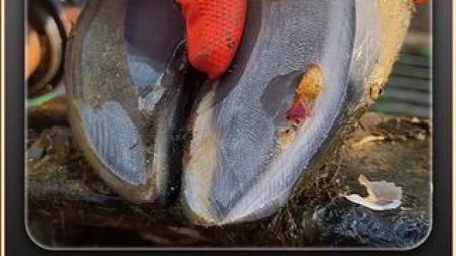 情况不太妙，是奶黄色小脓泡，你又走不掉 #瓜子二手车 #解压 #助眠 #修牛蹄