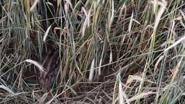 一群小野猪 #国外视频分享 #野生动物零距离 #野猪泛滥