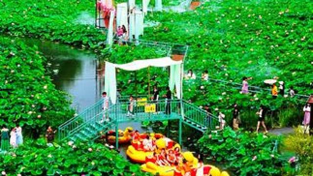 双流古风荷花节，船在荷里走，人在画中游，周末游玩拍照的好去处。#荷塘美 #又到了一年荷花盛开的时节 