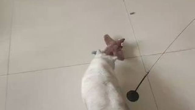 我发布了一个新视频，快来围观吧！