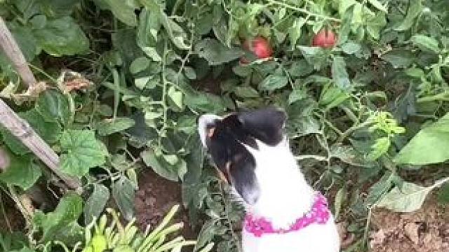 老妈说“晌午了木眼塌啦色的”脸阴沉里
河南三件套 茄子，豆角，番茄，够够的#乡愁记忆 #老妈的小菜园