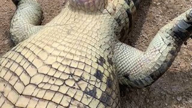 百万巨鳄就这样陨落……#鳄鱼