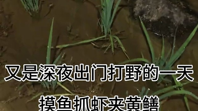 摸鱼抓虾夹黄鳝凑齐的一天