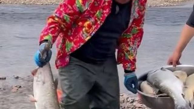 #今天吃鱼 #捕捞 #三农户外捕鱼