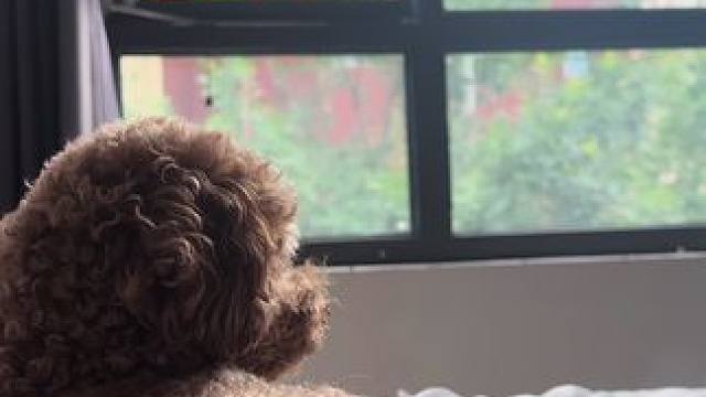 又是等妈妈回家的一天#毛孩子的日常 #vlog日常 #宠物vlog