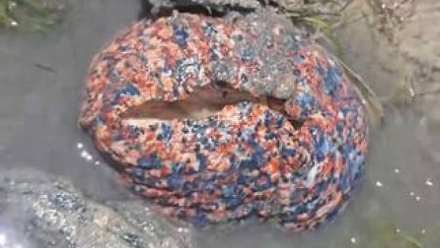 赶海收获一只大涡螺 #国外视频分享 #海洋生物 #赶海