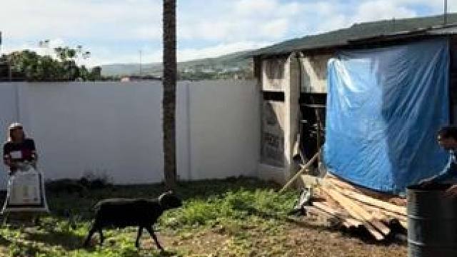 小羊顶人 #国外视频分享 #奇妙的动物 #宠物