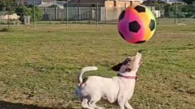 全网球技最好的狗子之一 #国外视频分享 #宠物 #狗狗成精了