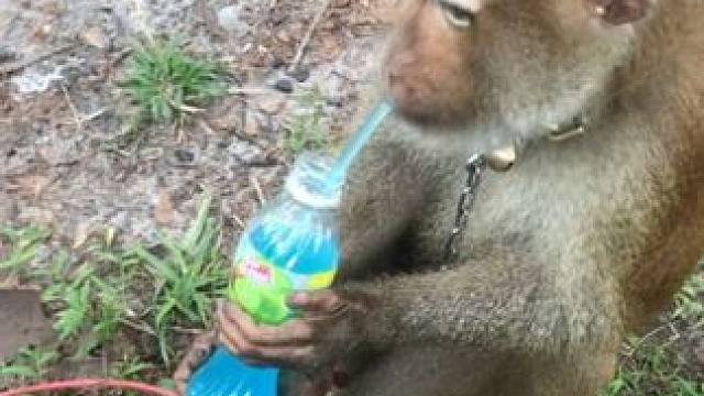 打工猴摘完椰子喝饮料 #国外视频分享 #猴子成精 #打工猴