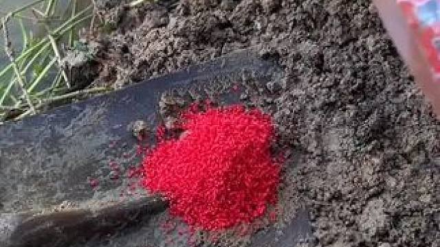 牛不牛#钓鱼人就是这么疯狂 #钓鱼的乐趣只有钓鱼人懂 #钓鱼人 #钓鱼技巧 #钓鱼