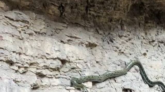 景区游玩偶遇一根辣条#户外 #蛇 #意不意外 #胆小慎入