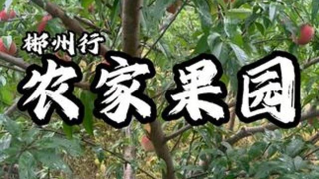 湖南大山寻觅喝山泉水长大的桃子蜜橘，大山的蔬菜瓜果就是好吃 #助农 #桃子熟了 #东江湖