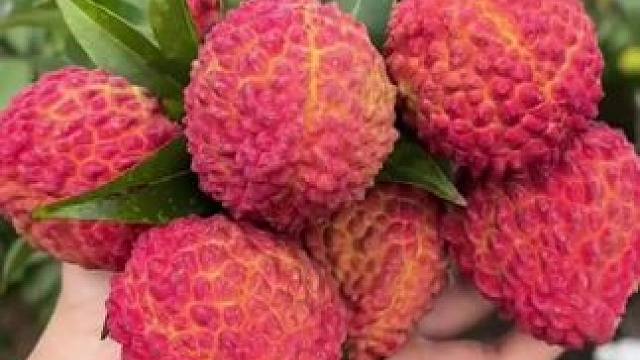 你们南方人的嘴可真严 #荔枝#南北差异#冷知识#娱乐评论大赏