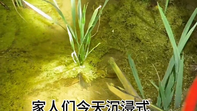 沉浸式抓黄鳝