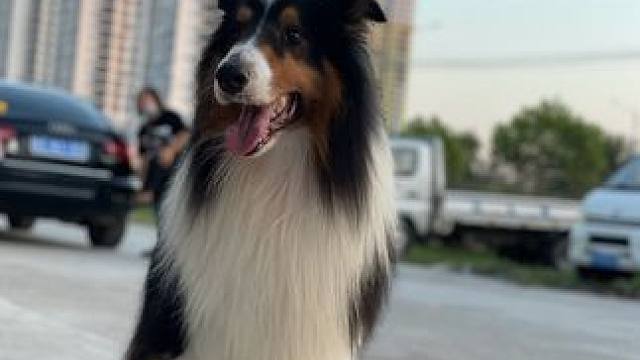 10岁苏牧 2025年6月16日 在北海市上海路家具批发市场路口丢失。如有看到或者捡到的朋友私信我！