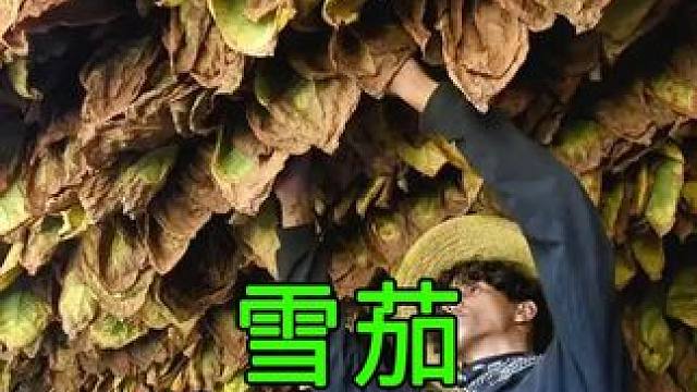 为什么雪茄卖得那么贵？种植制作过程告诉你答案 