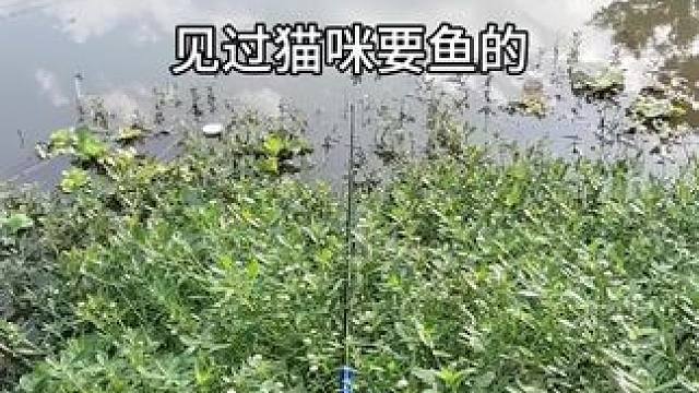 遇到这种对你笑，还摇尾巴的一定是好狗 可以放心投喂#钓鱼日常